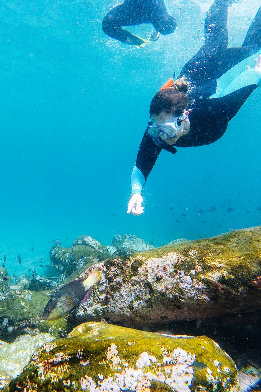 snorkel in sydney with a mermaid!