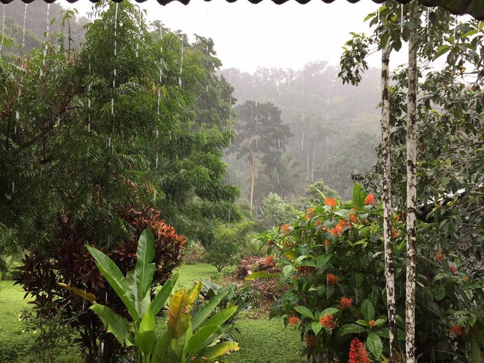 RainForest ： Bromelia客栈- Canto del Tucán Lodge