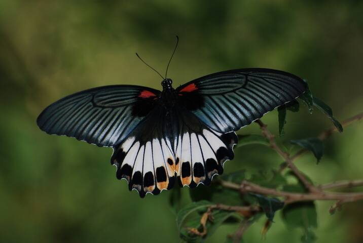 果园内常见蝶类~大凤蝶