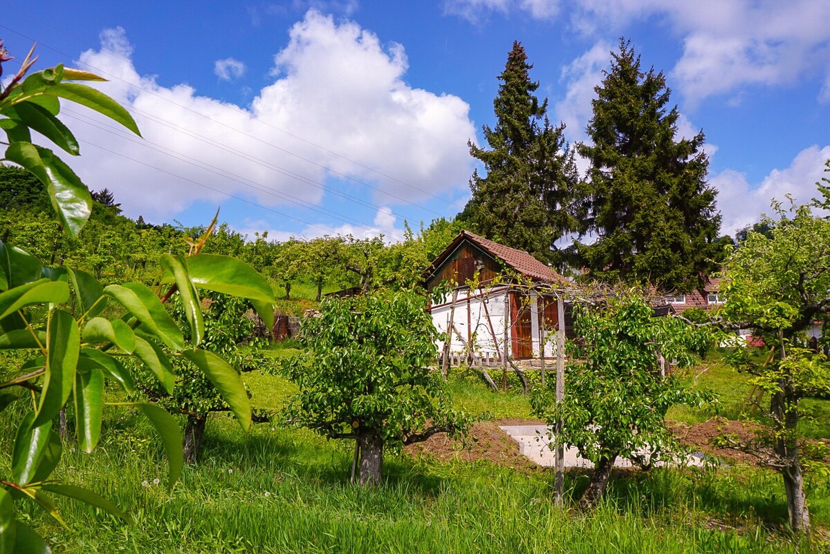 在Württemberg山门区（ Württemberg ）前品尝葡萄酒之旅