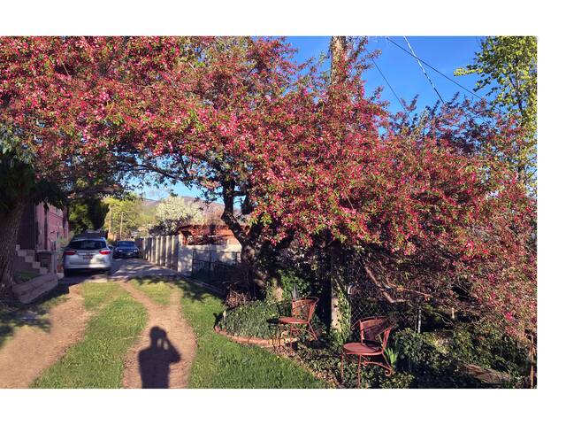 crabapple tree in bloom alongside back yard entrance