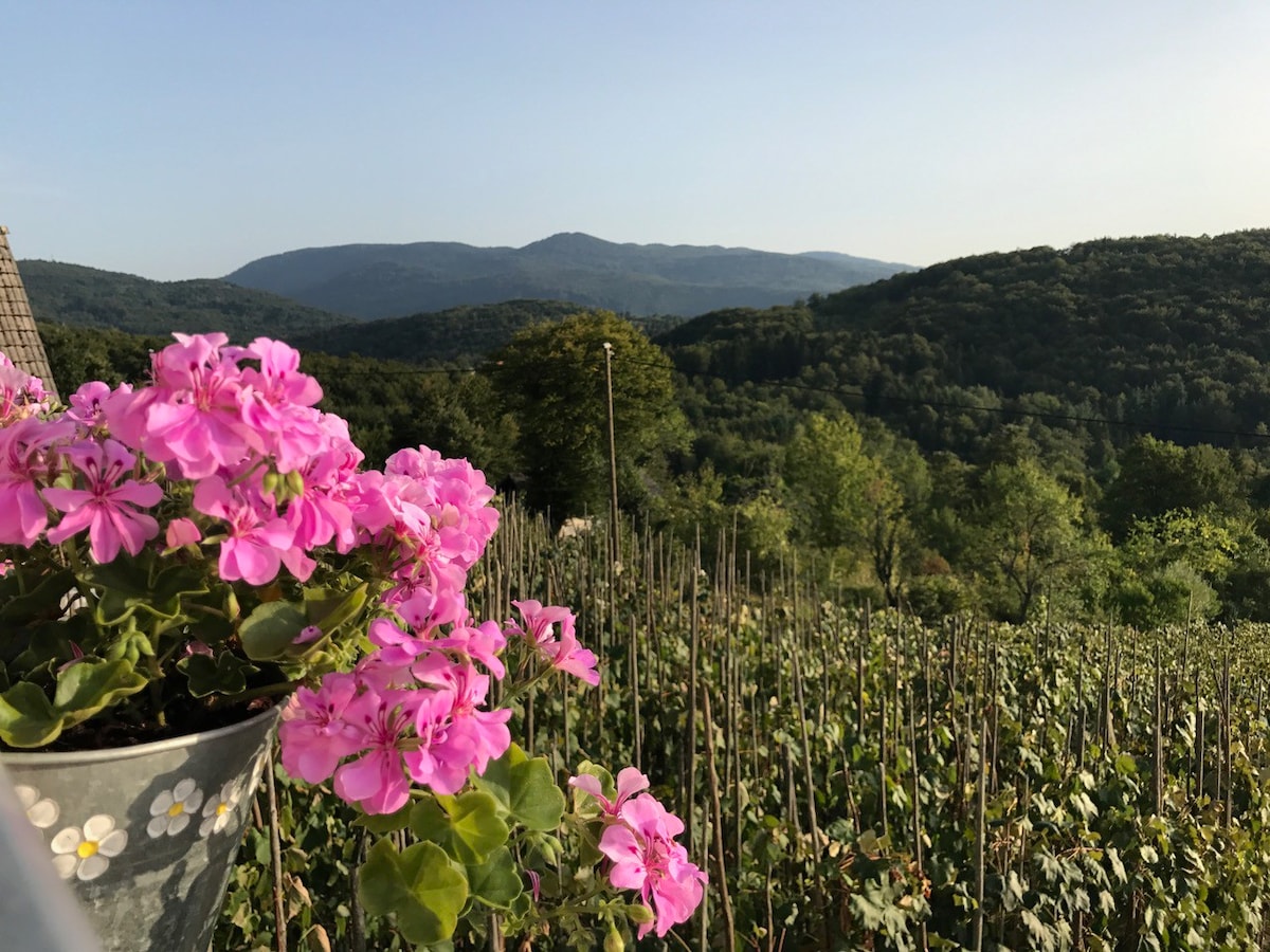 Vineyard cabin in the middle of nature