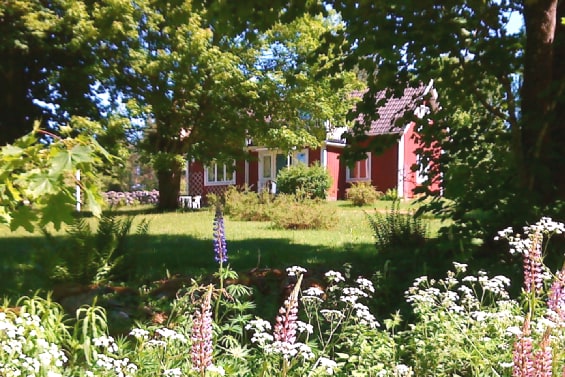 Countryside house in beautiful forest environment