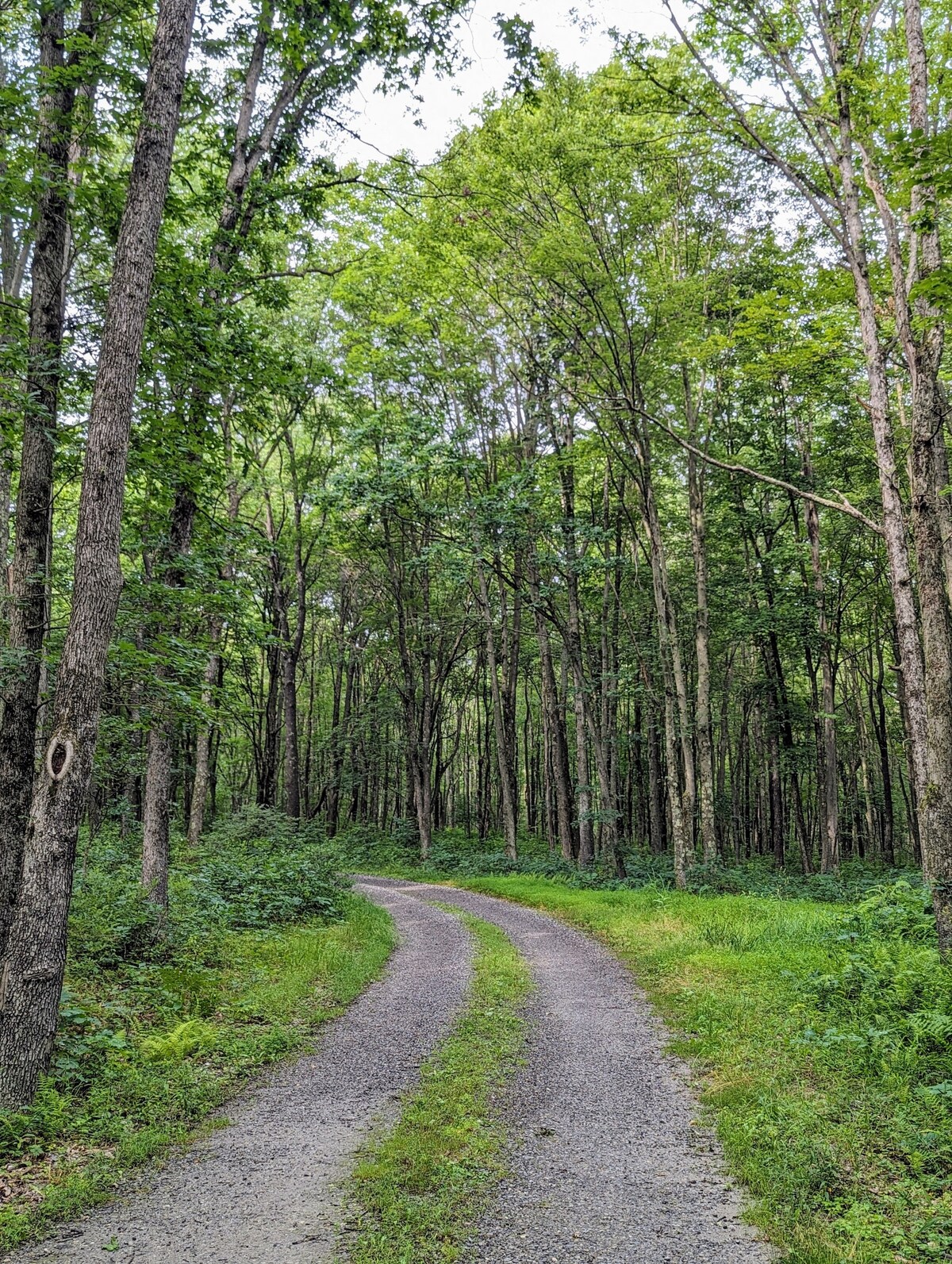 Woodland Retreat