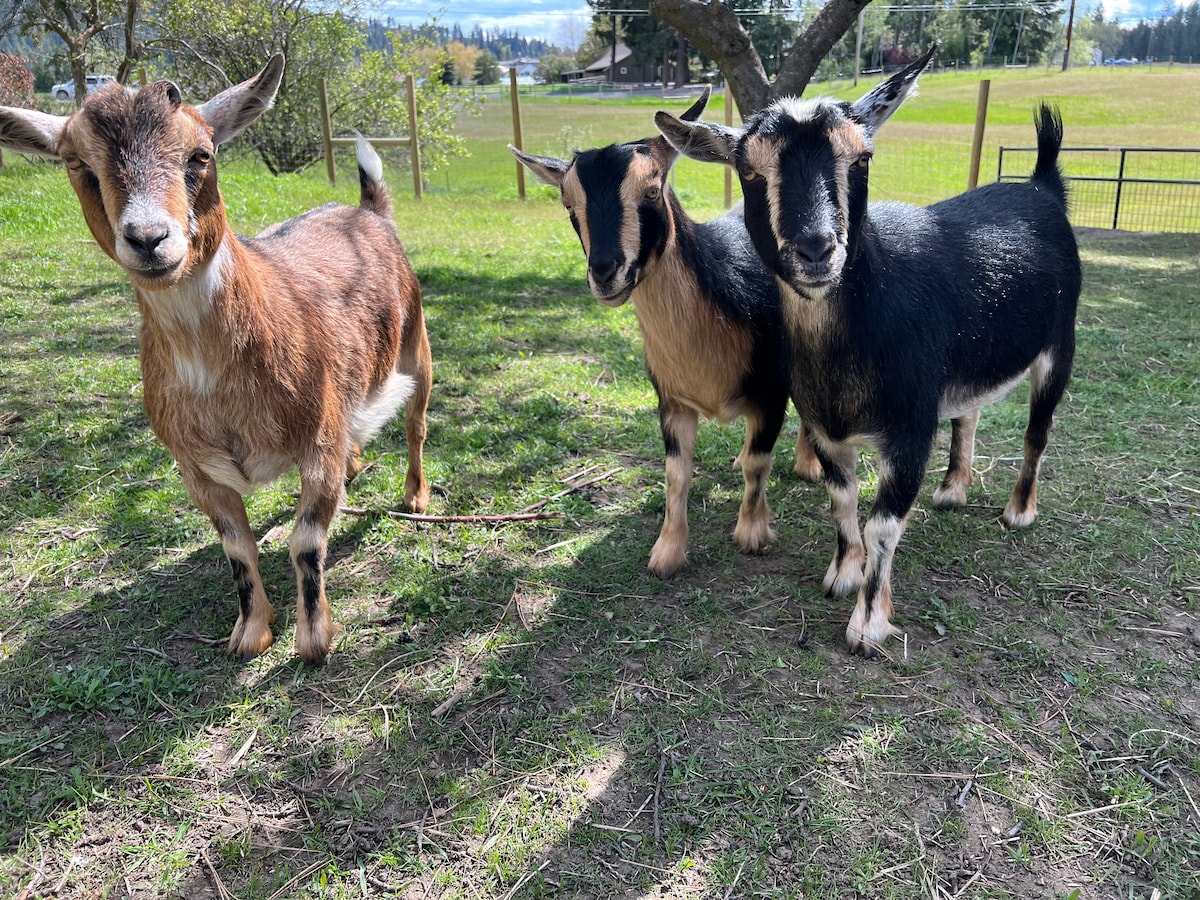 可爱舒适的Alpaca&Goat农场距离市区仅几分钟车程