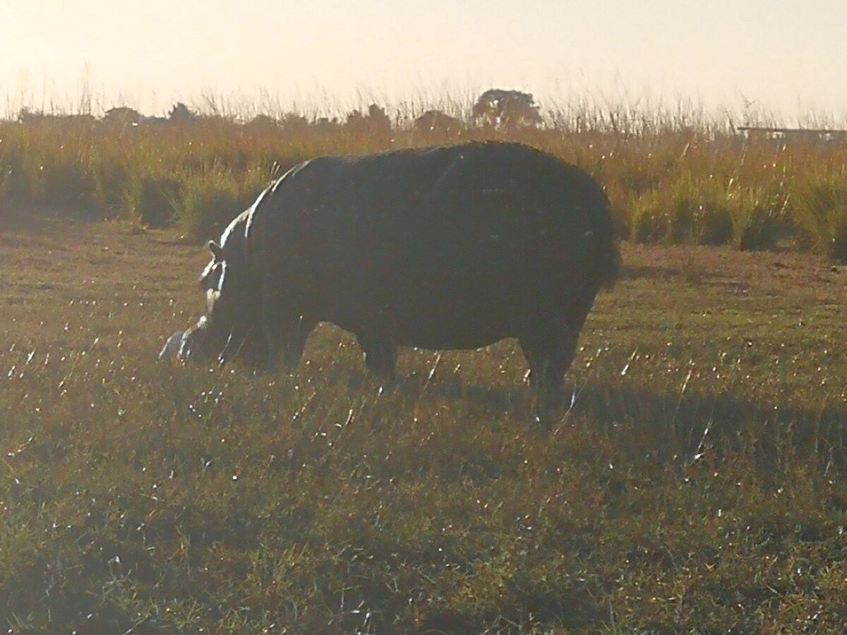 CHOBE HOMESTEAD