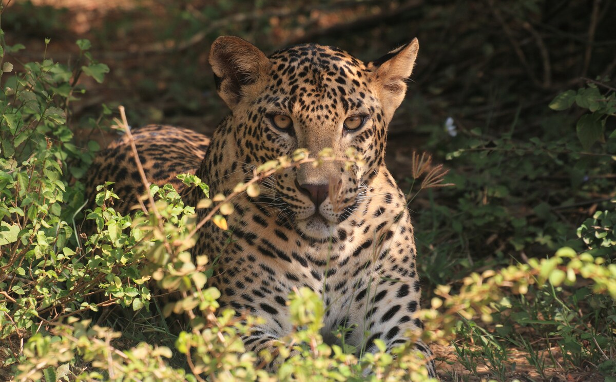 Leopard Corridor Yala -标准双人床客房-特别优惠