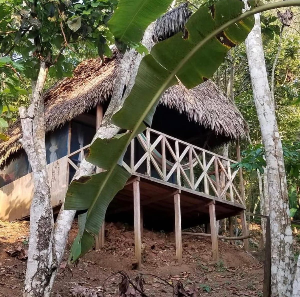 Jungle Stilts Tambo