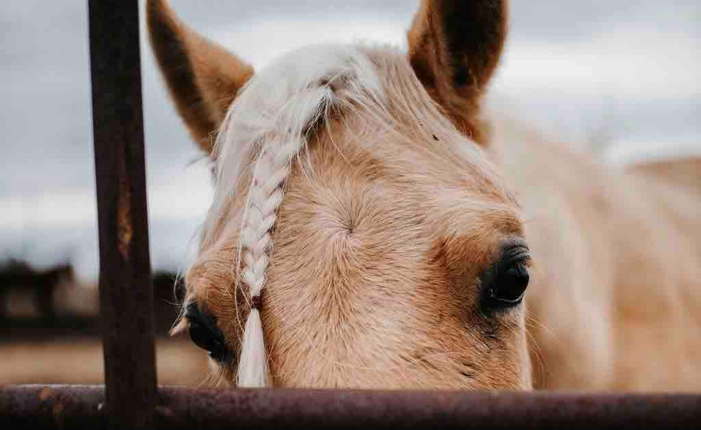 # 2 - North Fork Horse Ranch -标准双人床和双层床