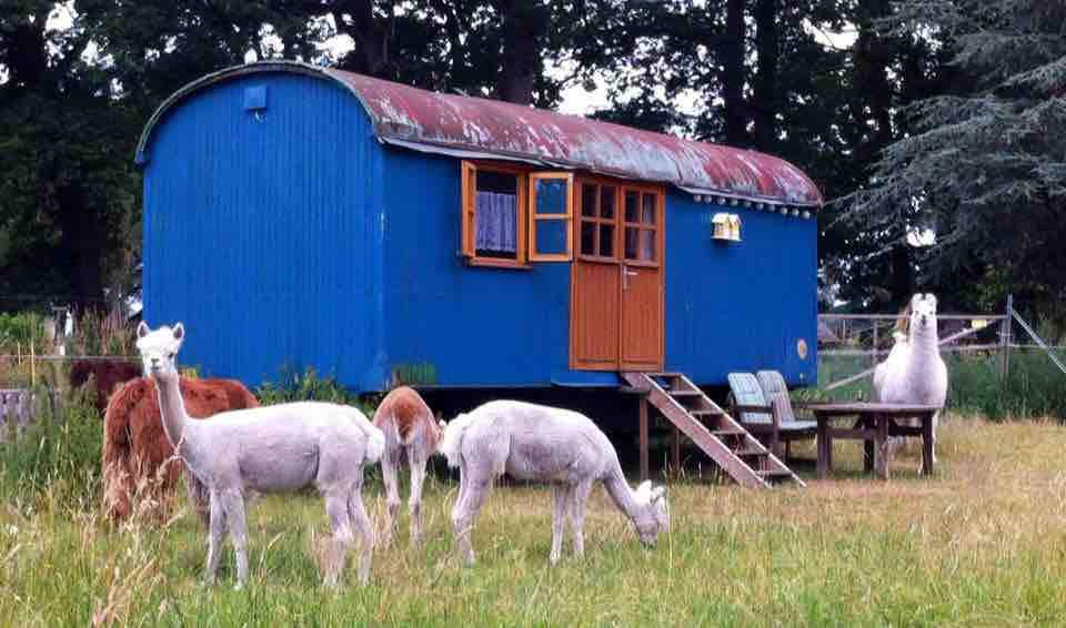 羊驼牧场上的马戏团马车-纯粹的放松！