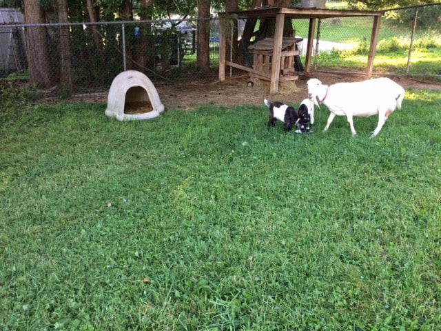 Under the Stars with Three Goats