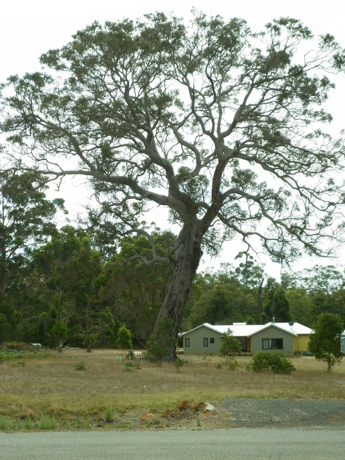 「Marri」in the porongurup 2