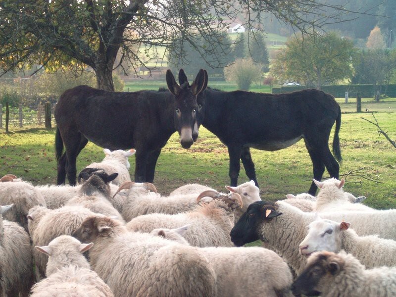 Entre Gérardmer St Dié - Chambre 3-ferme Bio