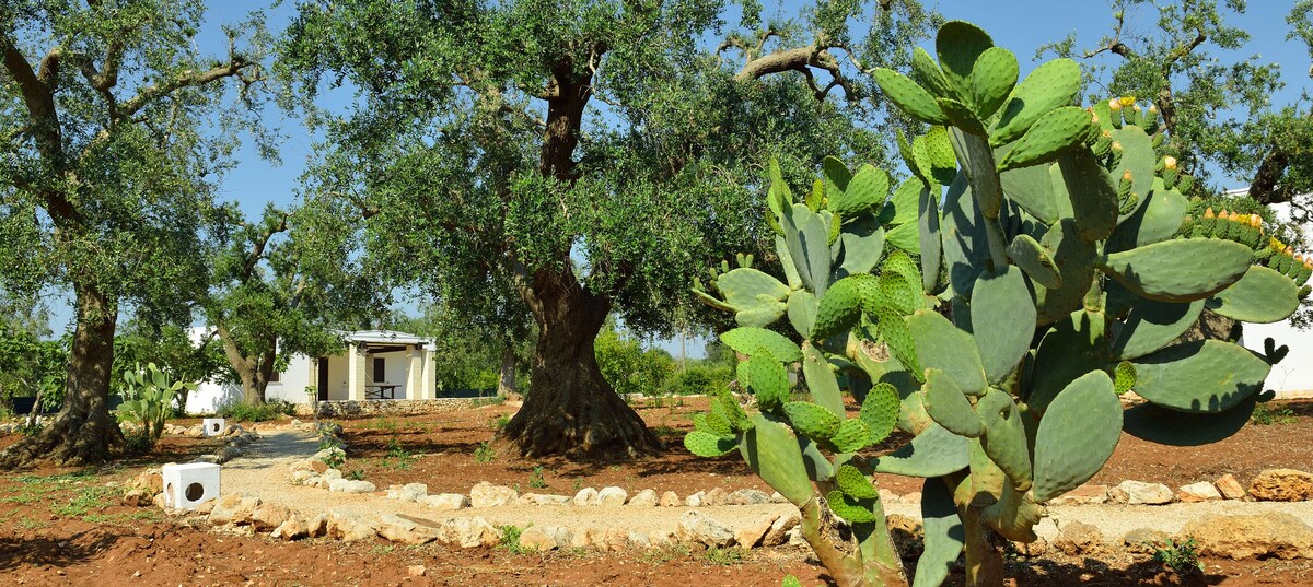 - LA CORTE DEI TRULLI- VILLA SALVIA(BR080012164)