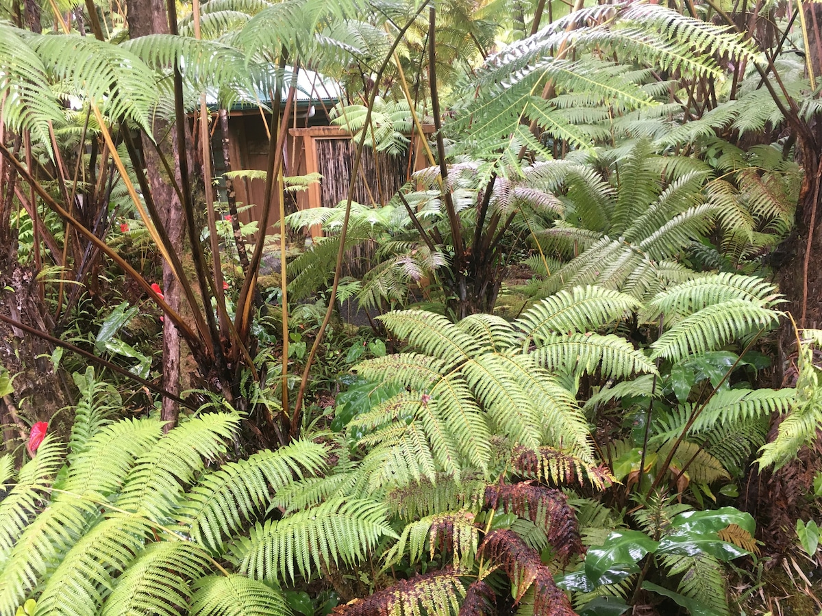 翡翠雨林度假屋……您的大自然之路！