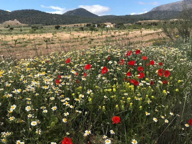 Cortijo Calma - Countryside Peace & Tranquility