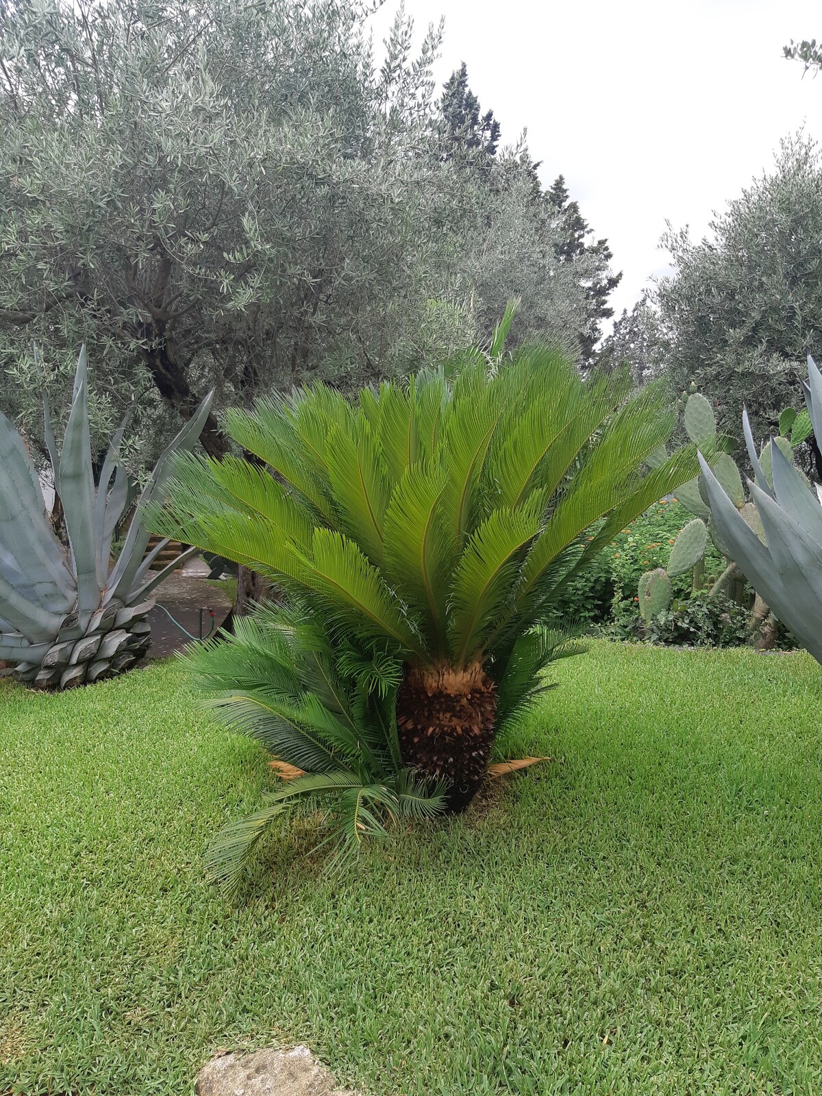 AGAVE CASA VACANZE SICILY的花园