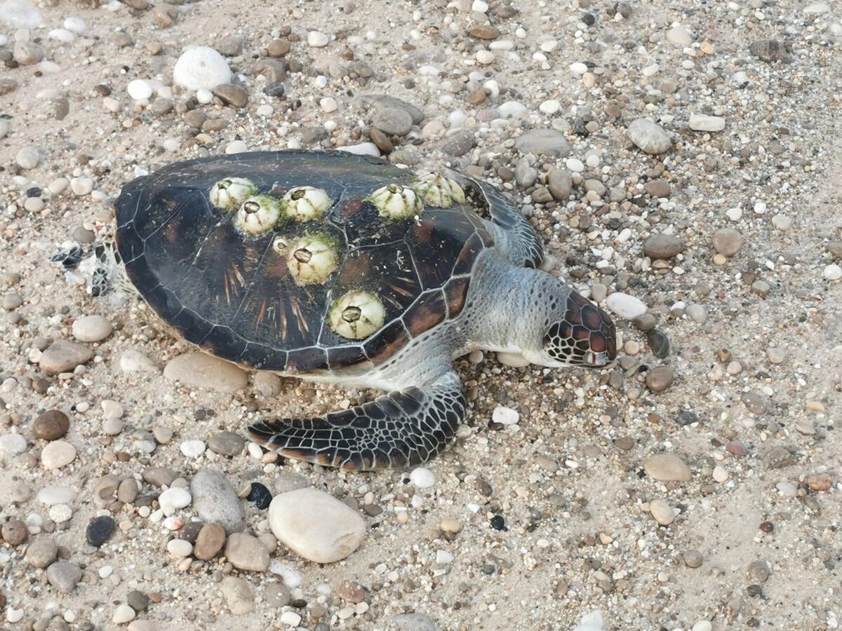 Wadi shab宾馆