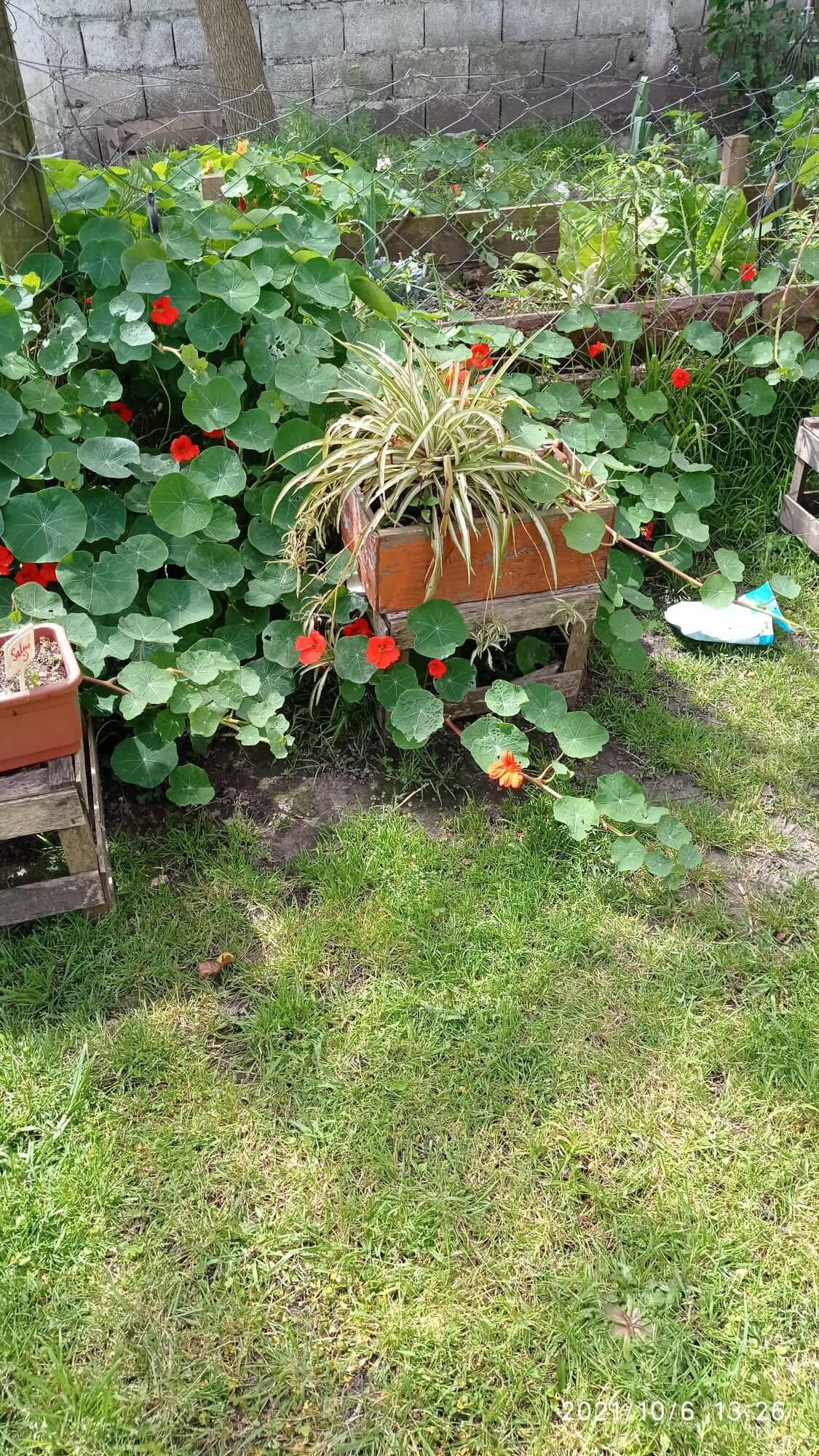 jardín amplio para acampar / 8 cuadras de la playa. en el corazón de El Pinar