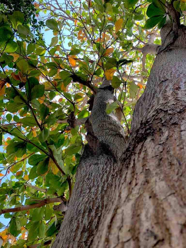 El Almendro