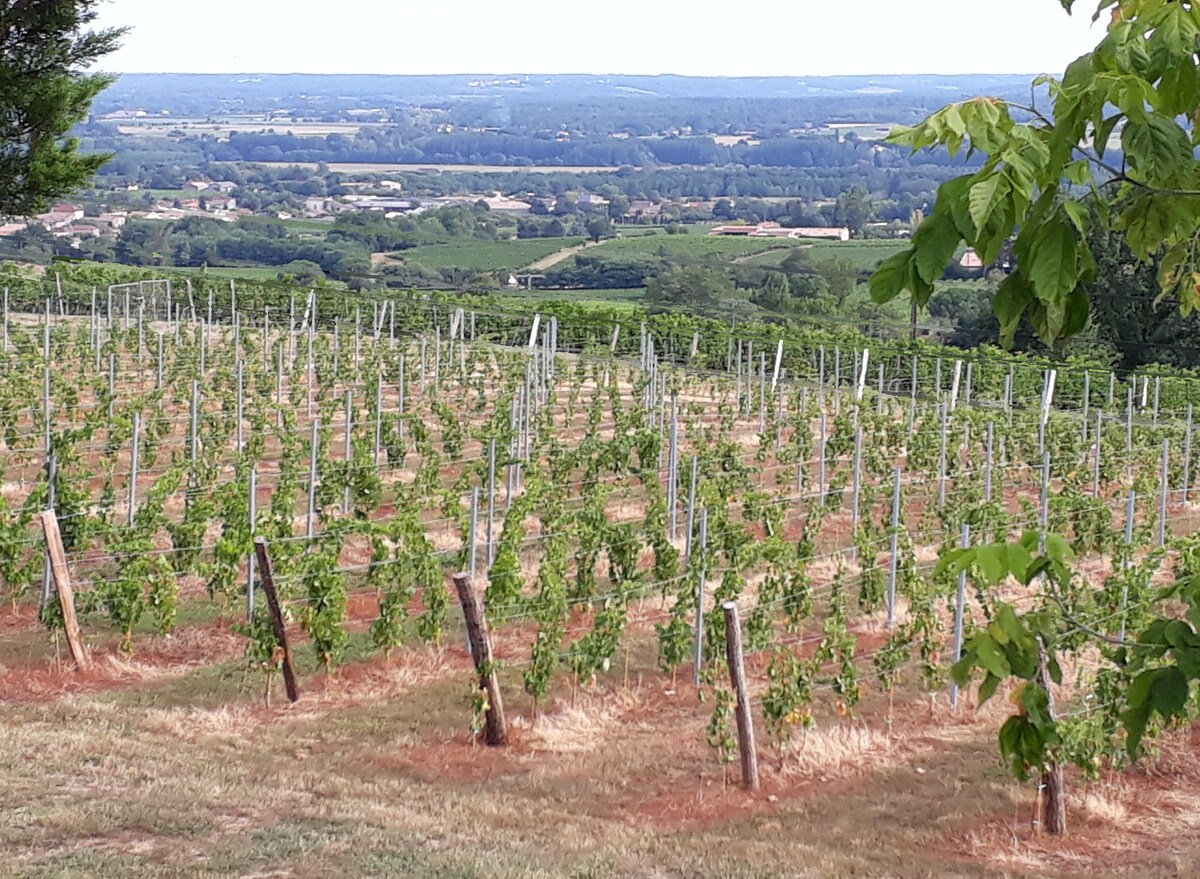 SAUTERNES （地区）特色小屋，景观非常好