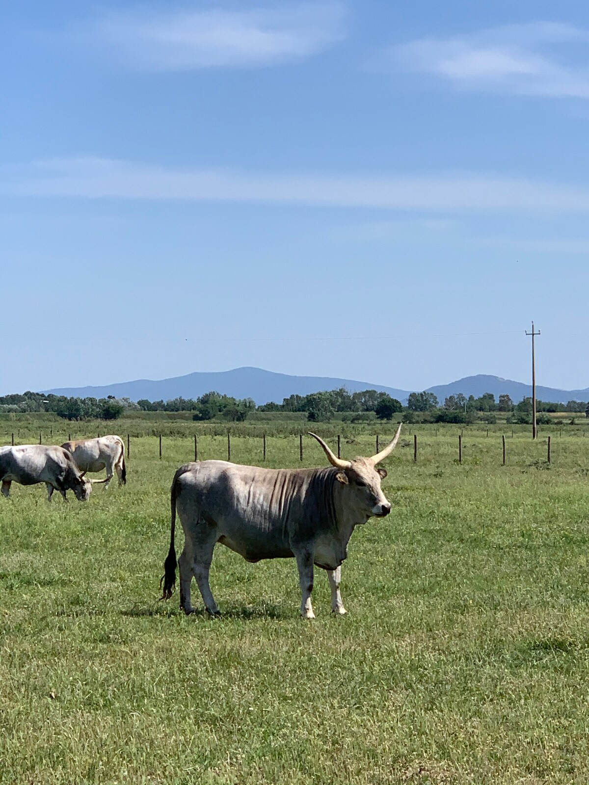 Mansarda Genziana nel cuore della Maremma