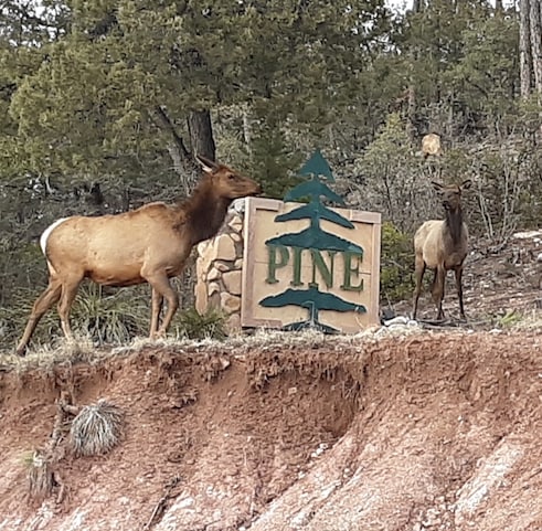 Peaceful Pine Hideaway.  Hunters welcome