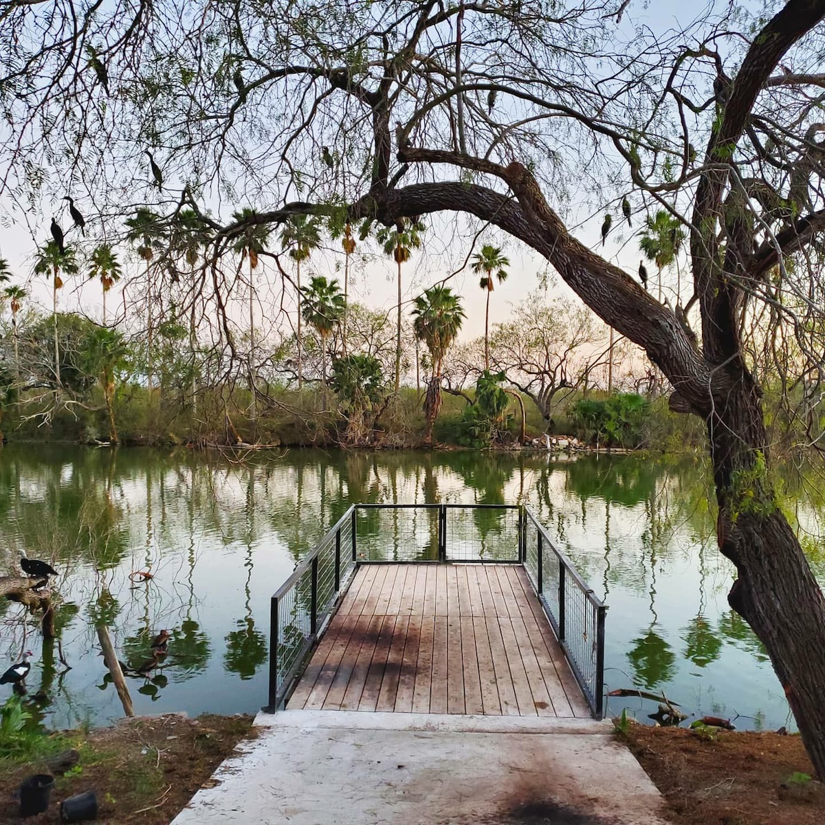 卓越@ PeculiarNest Lake Conception/RGV Birding