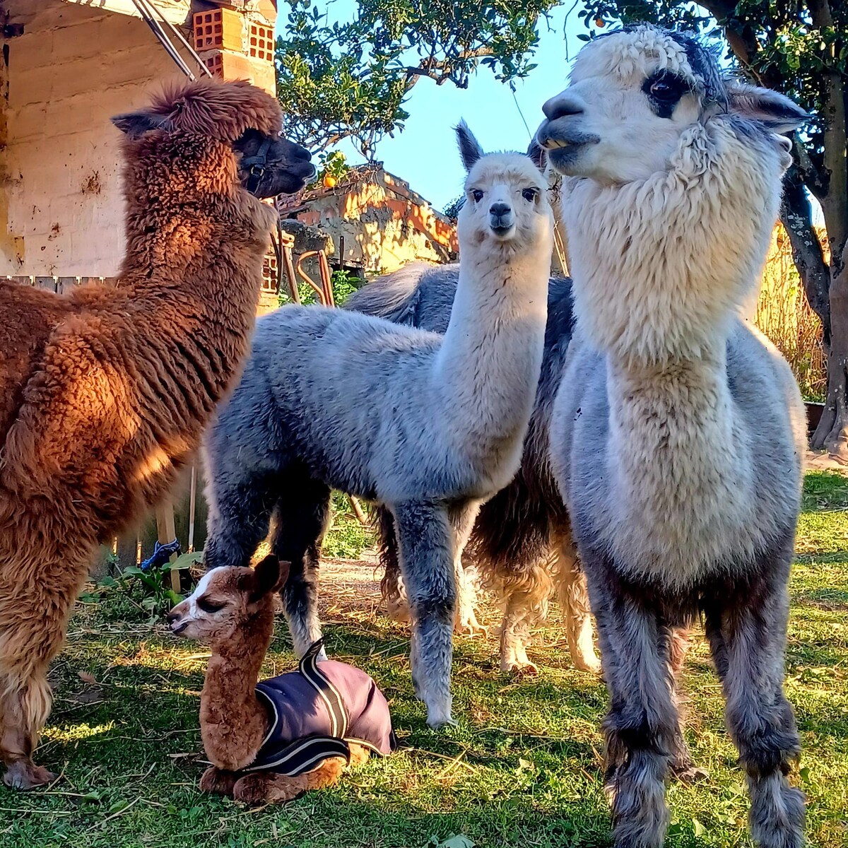 Monte Frio Alpacas可供8人入住。