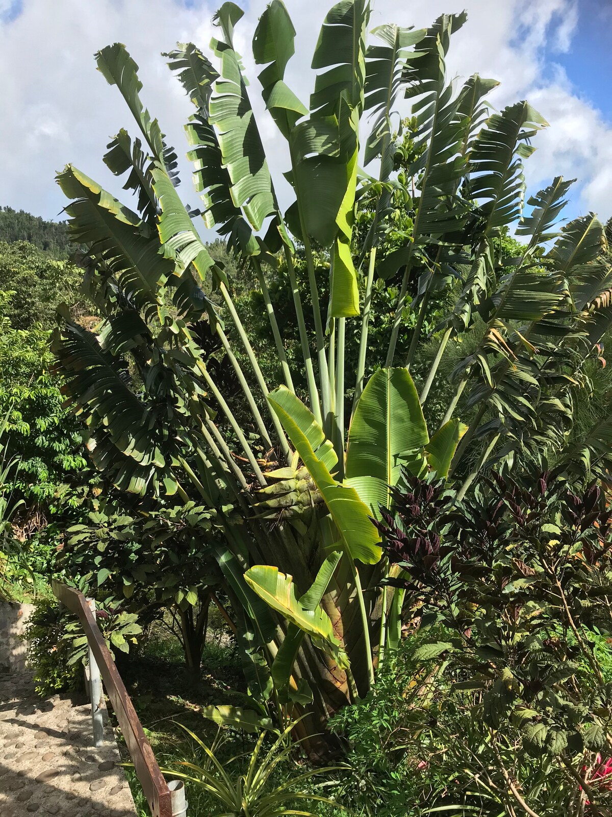 Pineapple Crossing Cottage