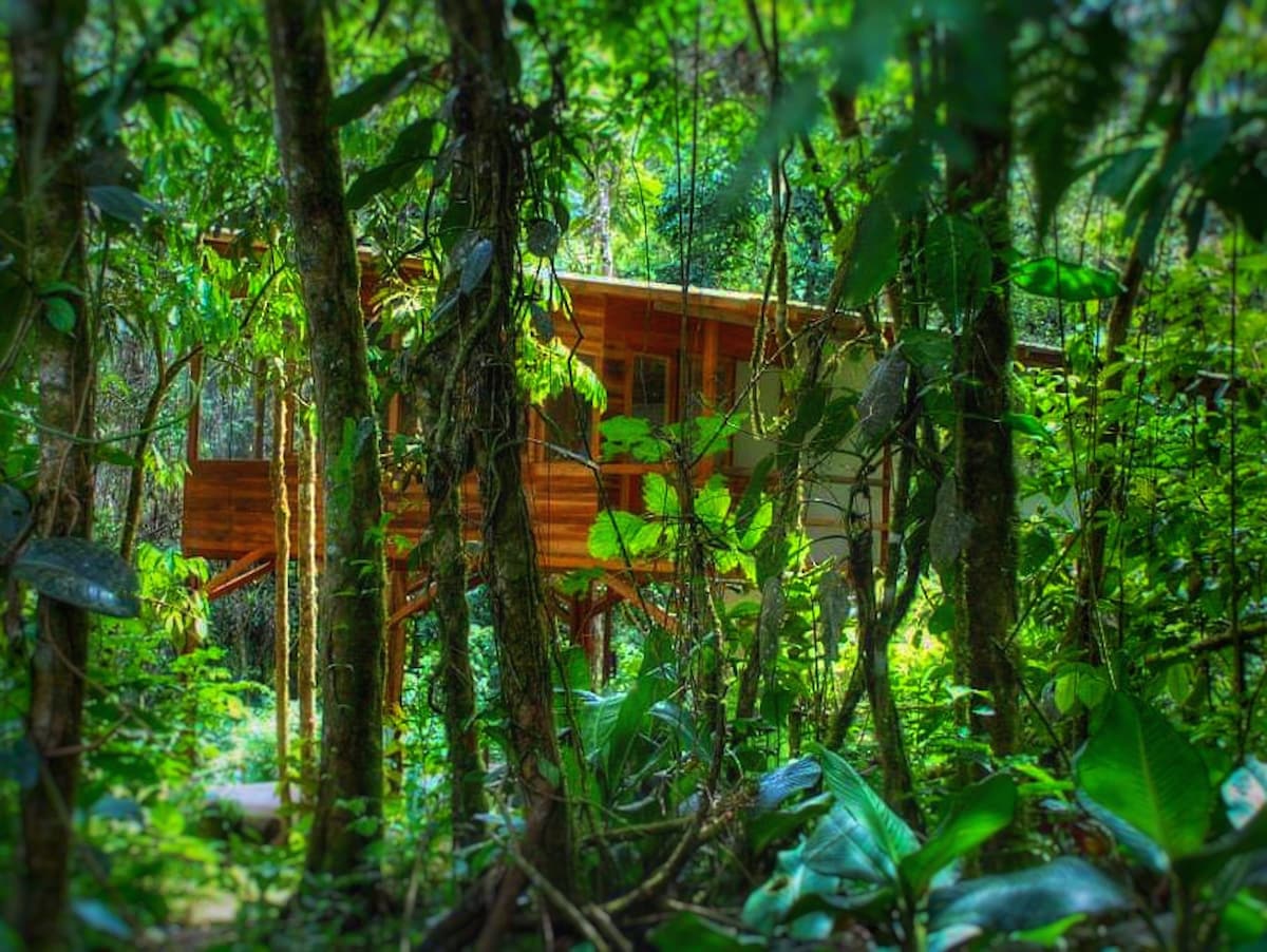 亚马逊热带雨林中的整套房屋
