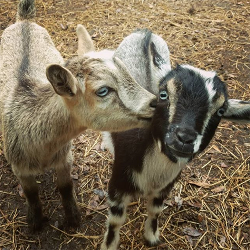 Goat House Farm带狗狗自带露营地