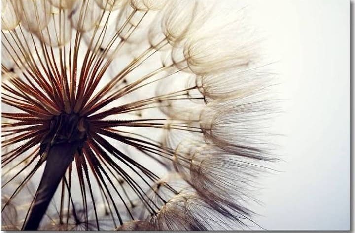 Pusteblume