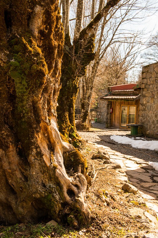 Kayin 1 | Hindiba Doga Evi | Bolu