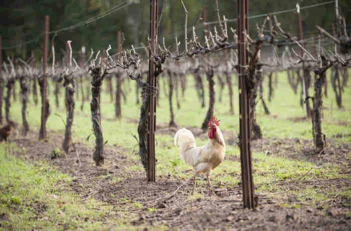 Mountain Vineyard Retreat: the Farmhouse