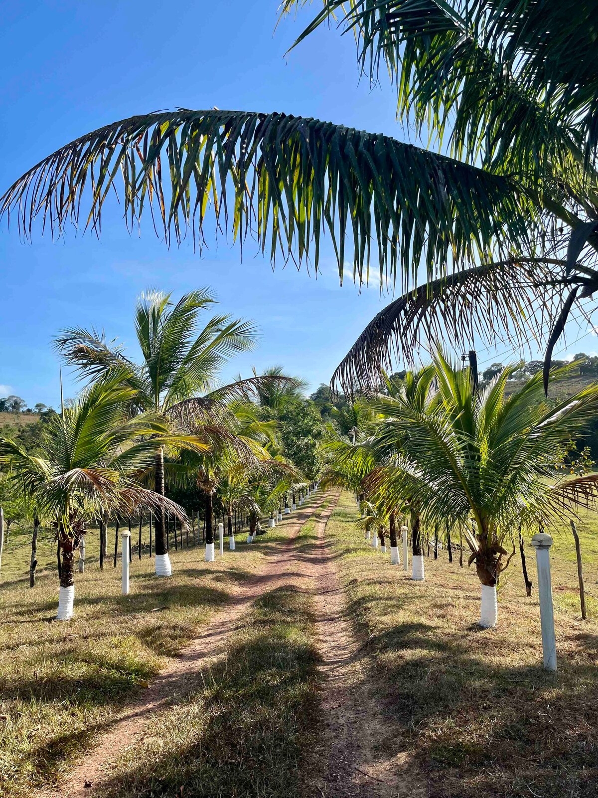 Fazenda, Sitio, chácara a 1 hora de Salvador-ba