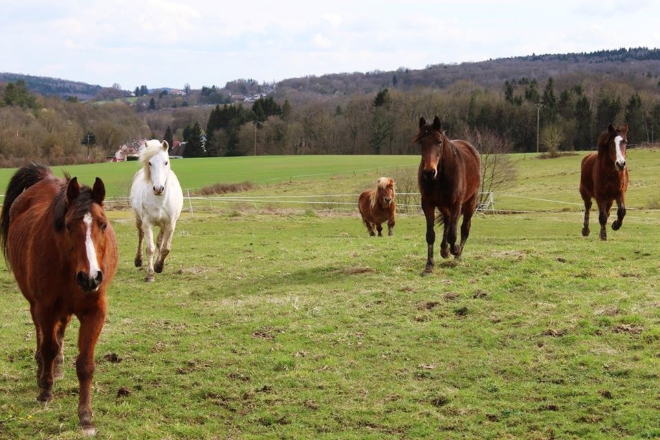 La forêt - Gite à la ferme entre Reims et Epernay