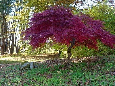 索尔兹伯里庄园花园套房