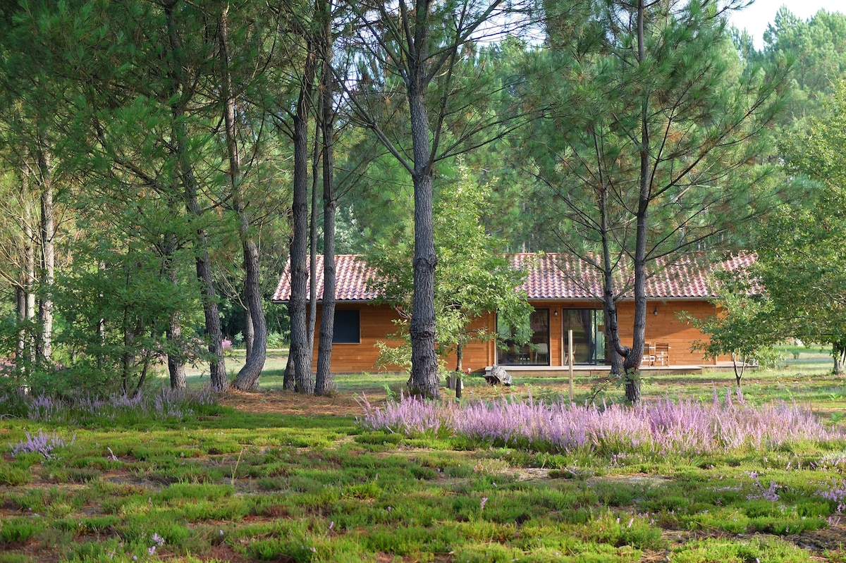 A l'orée de la forêt