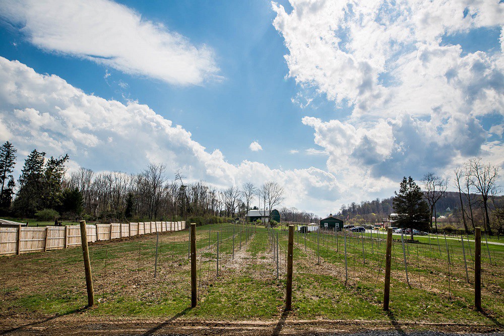 Vineyard View