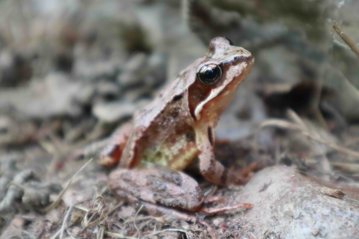 Huisje bij het bos