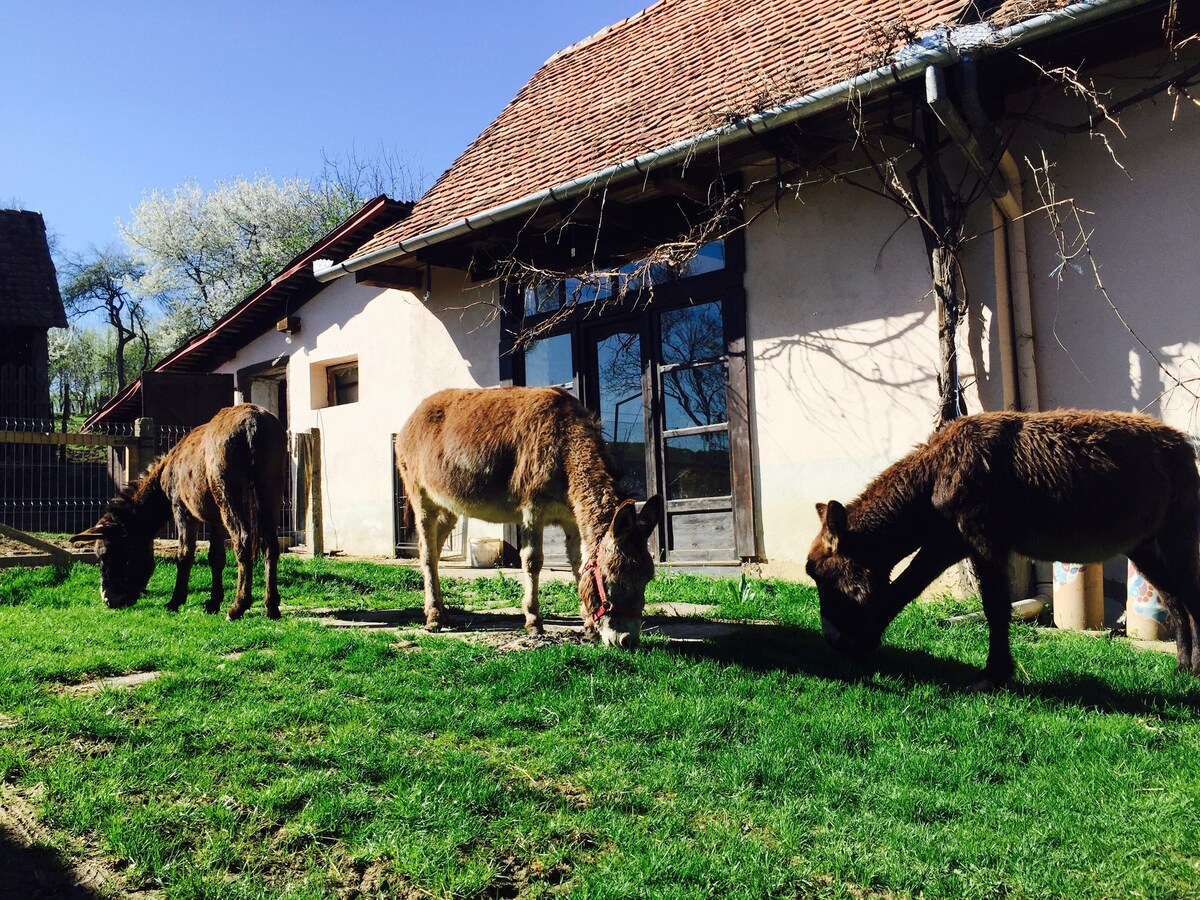 The Donkey Farm - in the heart of Transylvania
