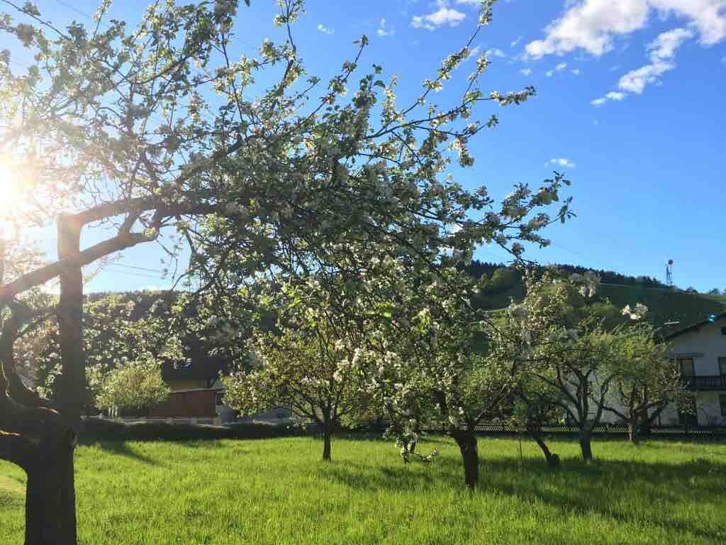 Idyllisches Haus inmitten eines Obstgartens