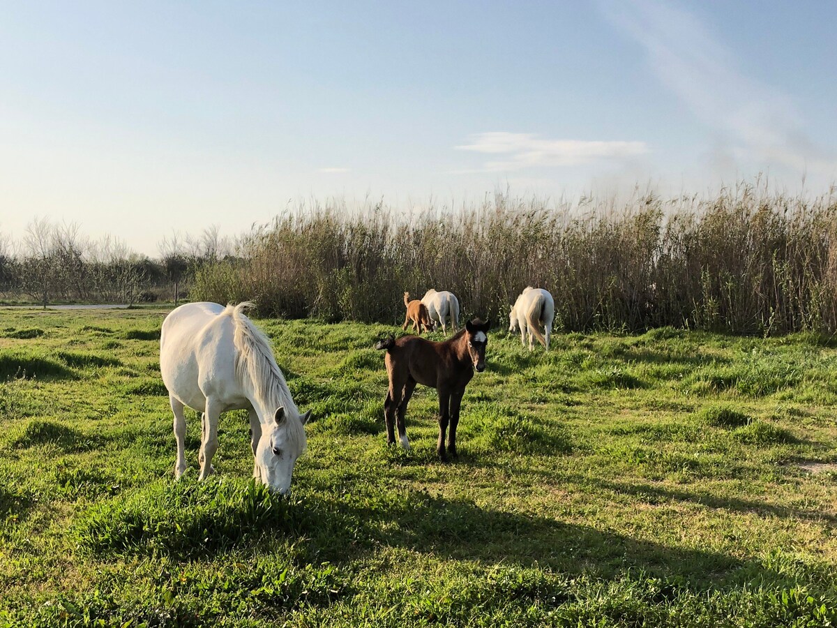 安静的T3 "Le Cocoon en Camargue"