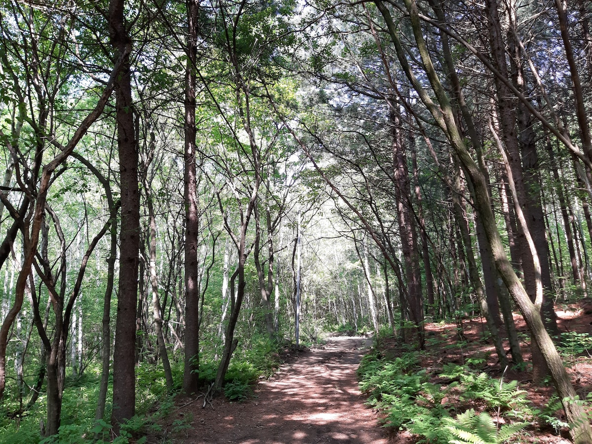 平昌的Cloudmire （距凤凰公园7分钟车程）森林步行。滑雪、Bongpyeong、Odaesan和Gangneung之旅