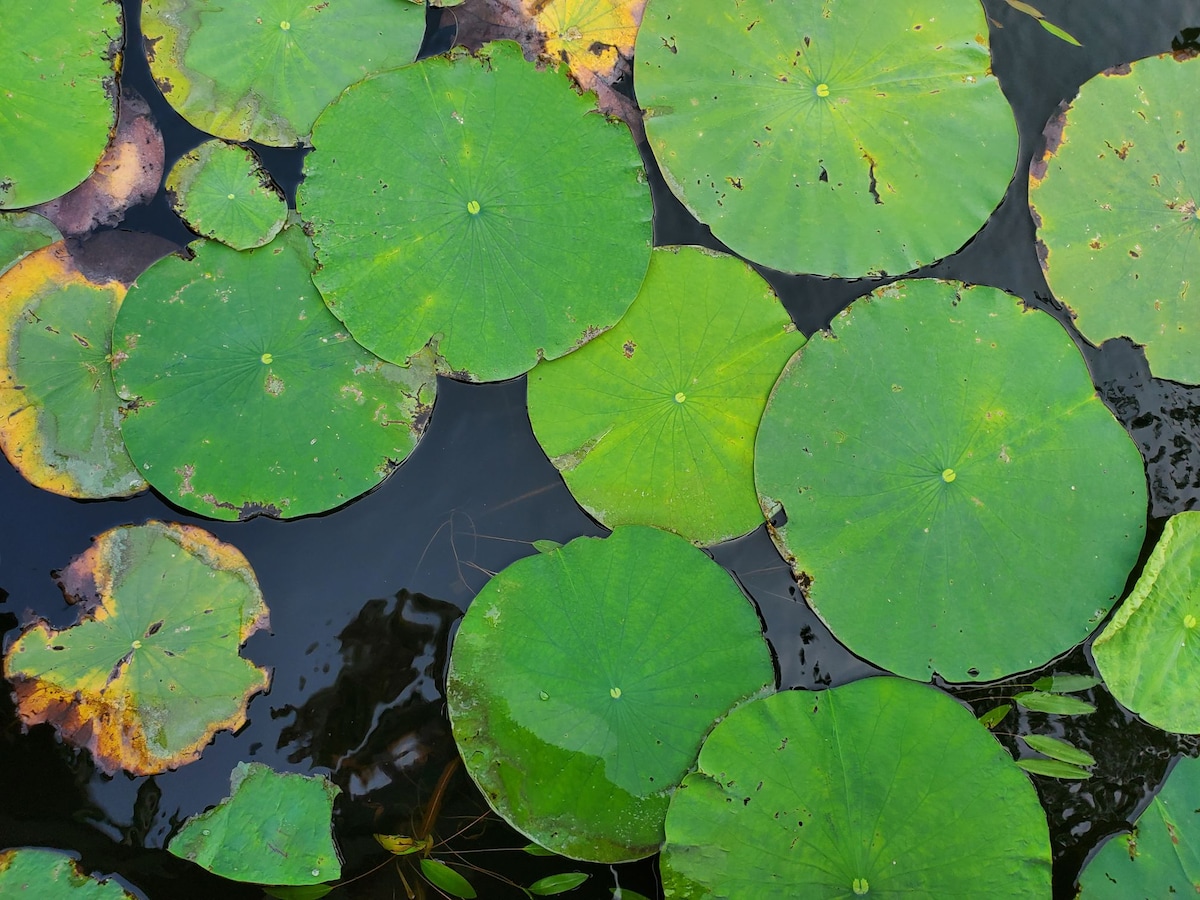 孤星湖莉莉的垫子