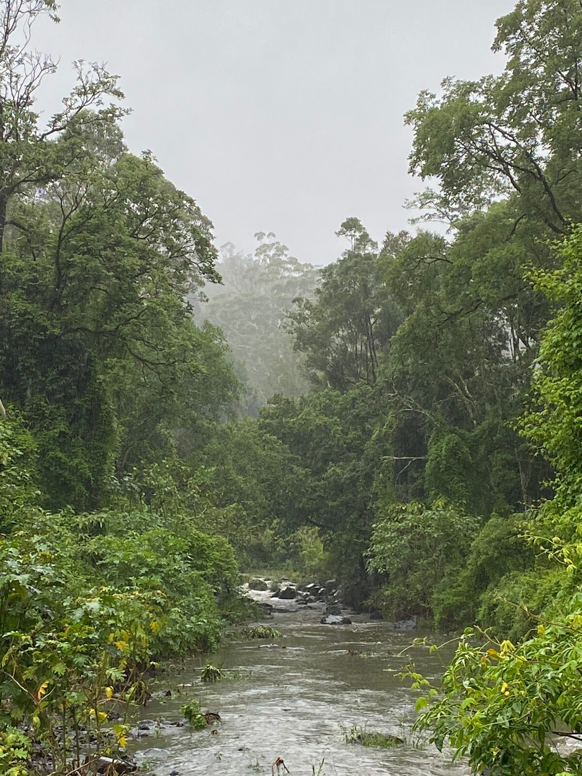 雨林之旅