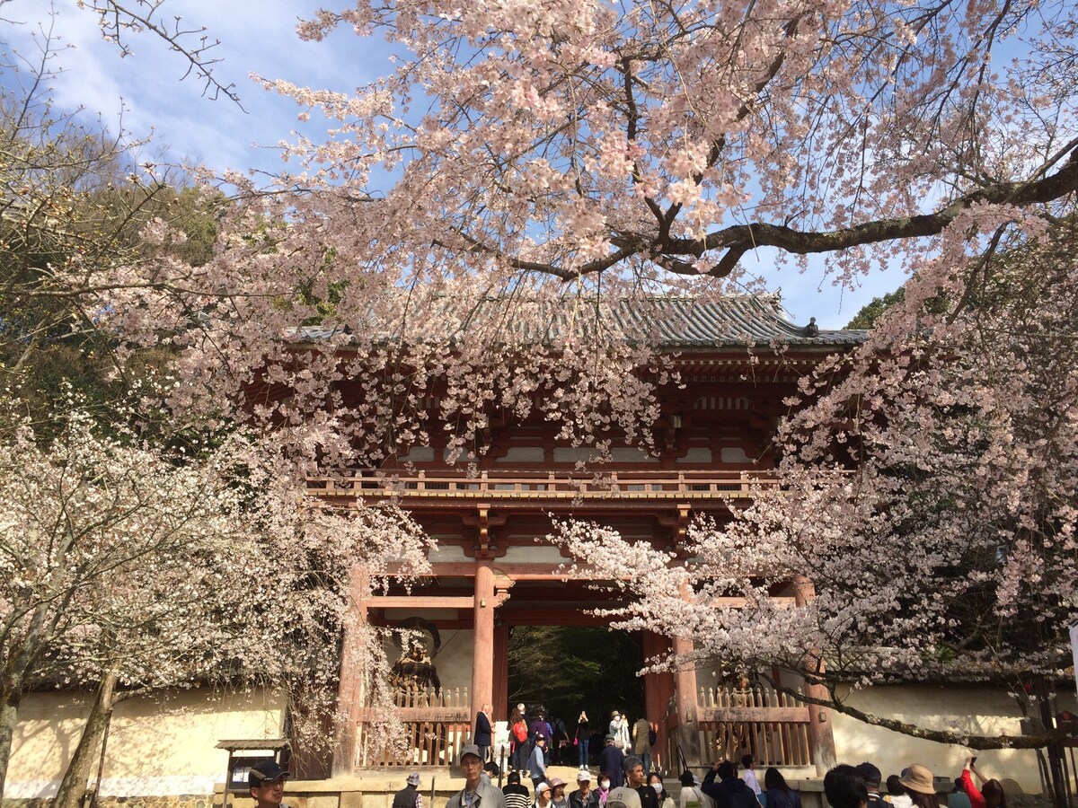 美丽的京都寺庙和花园