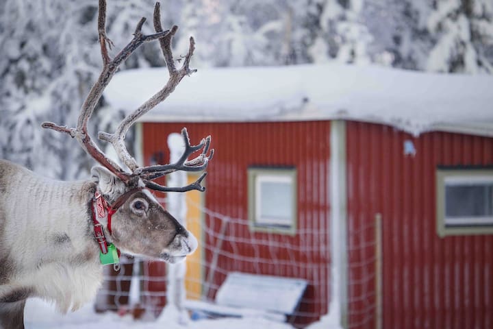 基律纳(Kiruna)的民宿