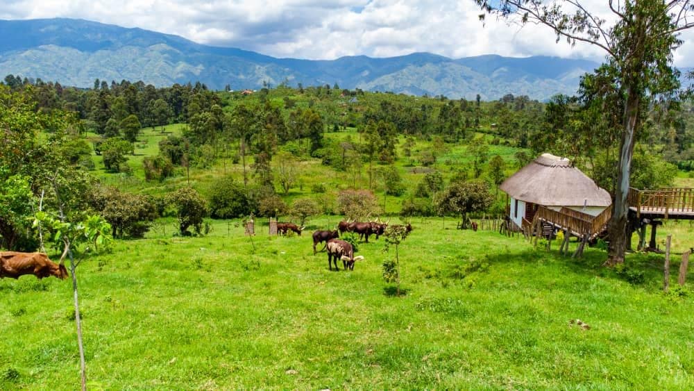 Full House in Fort Portal (Imara Farm Lodge)